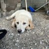 Zuhause/Pflegestelle gesucht für Freddy