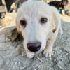 Zuhause/Pflegestelle gesucht für Freddy