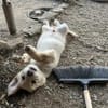 Zuhause/Pflegestelle gesucht für Freddy