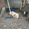 Zuhause/Pflegestelle gesucht für Freddy