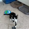 Zuhause/Pflegestelle gesucht für Balu