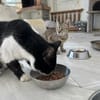 Zuhause/Pflegestelle gesucht für Balu