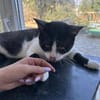 Zuhause/Pflegestelle gesucht für Balu