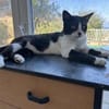 Zuhause/Pflegestelle gesucht für Balu