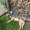 🆘 wundervolle Chai🆘 Notfall