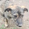 Lara, zartes Hundemädchen sucht Liebe
