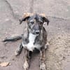 Lara, zartes Hundemädchen sucht Liebe