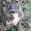 Lara, zartes Hundemädchen sucht Liebe