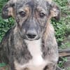 Lara, zartes Hundemädchen sucht Liebe