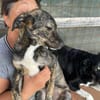 Lara, zartes Hundemädchen sucht Liebe