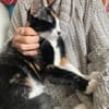 Zuhause gesucht für Nuri&Xena