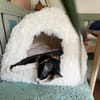 Zuhause gesucht für Nuri&Xena