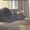 Zuhause gesucht für Nuri&Xena