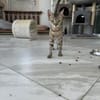 Zuhause/Pflegestelle gesucht für Jessi