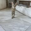Zuhause/Pflegestelle gesucht für Jessi