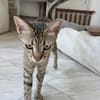 Zuhause/Pflegestelle gesucht für Jessi