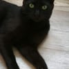 Zuhause gesucht für Emil