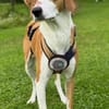 Zuhause gesucht für Aiwa