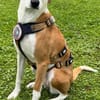 Zuhause gesucht für Aiwa