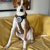 Zuhause gesucht für Aiwa