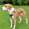 Zuhause gesucht für Aiwa