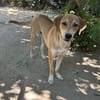 Zuhause gesucht für Junior