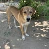Zuhause gesucht für Junior