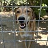 Zuhause gesucht für Junior