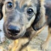 Zuhause/Pflegestelle gesucht für Fee