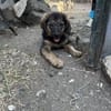Zuhause/Pflegestelle gesucht für Fee