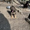 Zuhause/Pflegestelle gesucht für Fee