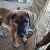 Zuhause/Pflegestelle gesucht für Buffy
