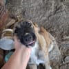 Zuhause/Pflegestelle gesucht für Buffy
