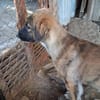 Zuhause/Pflegestelle gesucht für Buffy