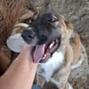 Zuhause/Pflegestelle gesucht für Buffy
