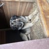 Zuhause/Pflegestelle gesucht für Linus