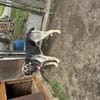Zuhause/Pflegestelle gesucht für Linus