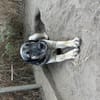 Zuhause/Pflegestelle gesucht für Linus
