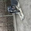 Zuhause/Pflegestelle gesucht für Linus