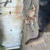 Zuhause/Pflegestelle gesucht für Nino