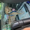 Zuhause/Pflegestelle gesucht für Nino