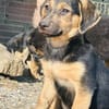 Zuhause/Pflegestelle gesucht für Fina