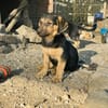 Zuhause/Pflegestelle gesucht für Fina