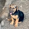 Zuhause/Pflegestelle gesucht für Fina