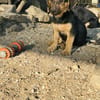 Zuhause/Pflegestelle gesucht für Fina