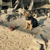 Zuhause/Pflegestelle gesucht für Fina