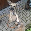 Verschmuste Alma sucht ihre Menschen