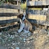 Zuhause/Pflegestelle gesucht für Ivy