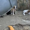 Zuhause/Pflegestelle gesucht für Ivy