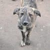 Lydia, süsses Hundekind sucht Liebe